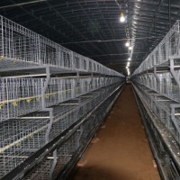 肉鸡笼鸡笼鸭笼自动化养鸡设备山东金石农牧机械