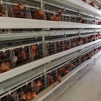 鸡笼鸭笼笼养设备养殖机械肉鸡鸡笼山东金石农牧机械