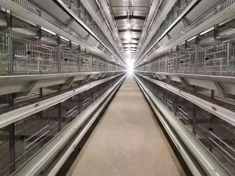 肉鸡养殖设备笼养设备鸡舍笼具山东金石农牧机械